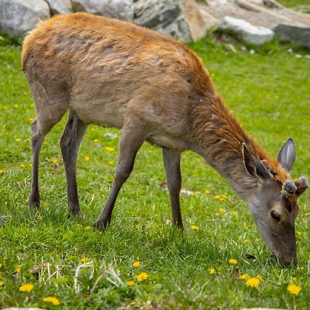 Apartmany Lesy A Luky - V Srdci Tatier Vysoké Tatry Buitenkant foto