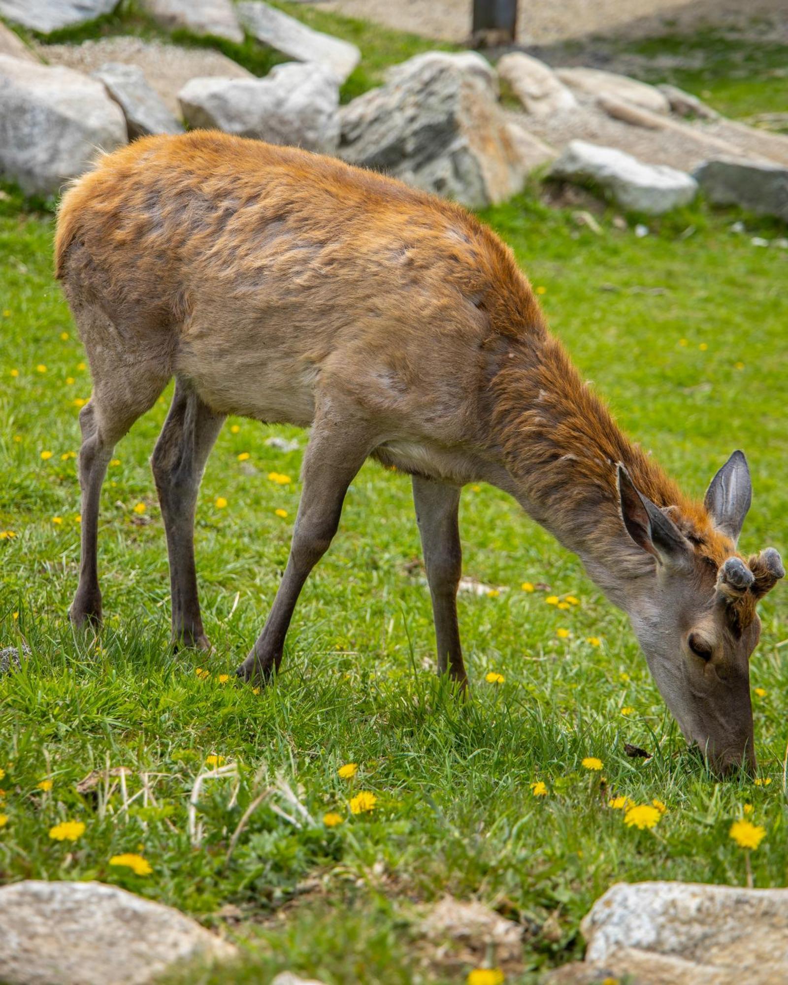 Apartmany Lesy A Luky - V Srdci Tatier Vysoké Tatry Buitenkant foto